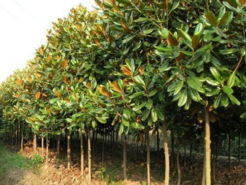 干貨：老經驗！喬木移栽保證成活的12大方法！