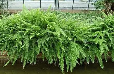 超可愛蕨類植物有哪些，你知道怎么養嗎？ 湖北綠化公司教你一招