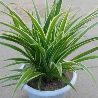 關(guān)于金邊吊蘭，你不能不知道的5個養(yǎng)護(hù)小技巧