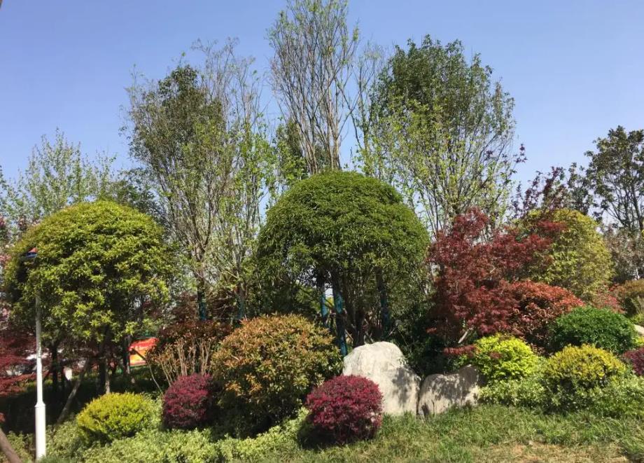 春季氣溫開始回升，襄陽(yáng)園林綠化公司做好這些養(yǎng)護(hù)舉措，苗木來(lái)年存活好，長(zhǎng)枝快