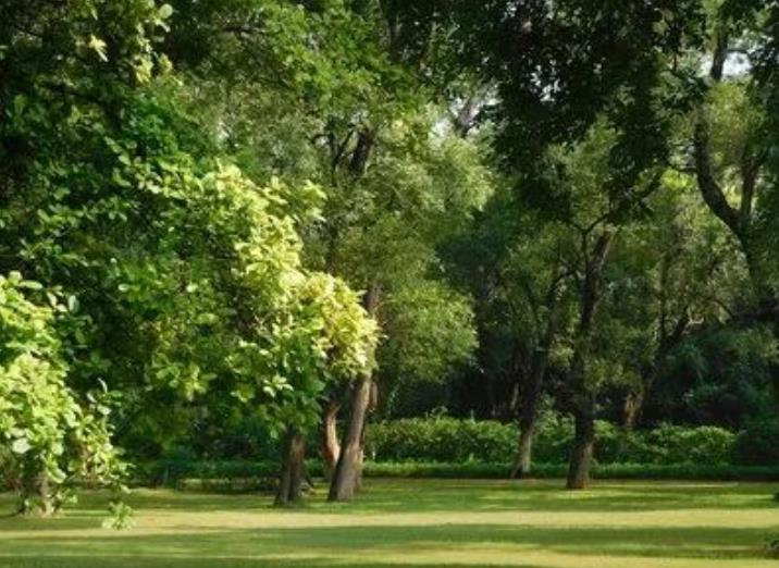 園林綠化養護那些事兒，你都知道嗎？